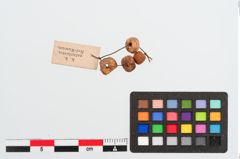 Foto von Bernsteinperle (NHMW-PRAE-023914)